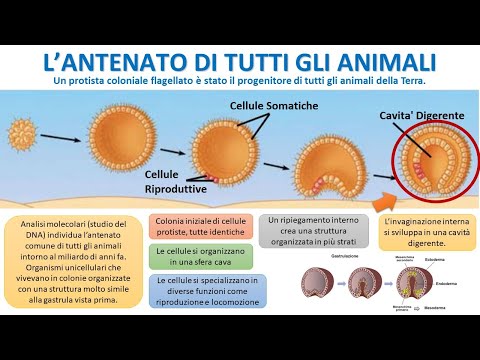 Video: Quando sono stati scoperti gli animali?