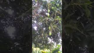 POHON MANGGA PENYEGAR DAHAGA
