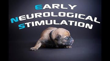 Early Neurological Stimulation - Raising Puppies