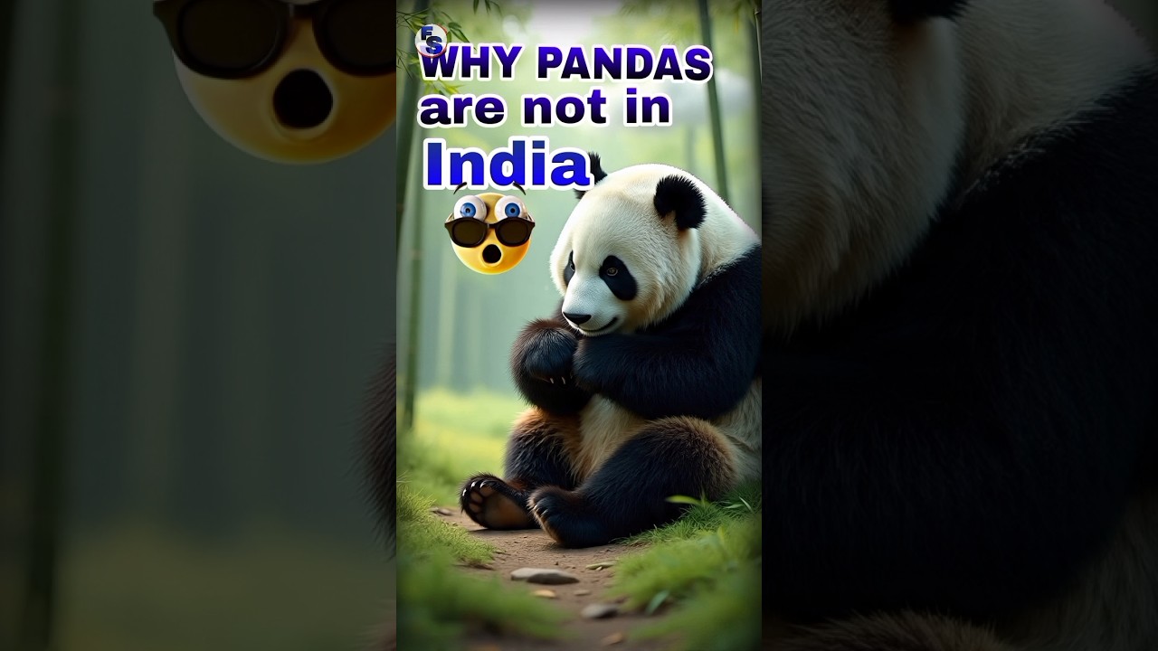 Pandas kam kyo ho gaye 🥲 #facts #shorts