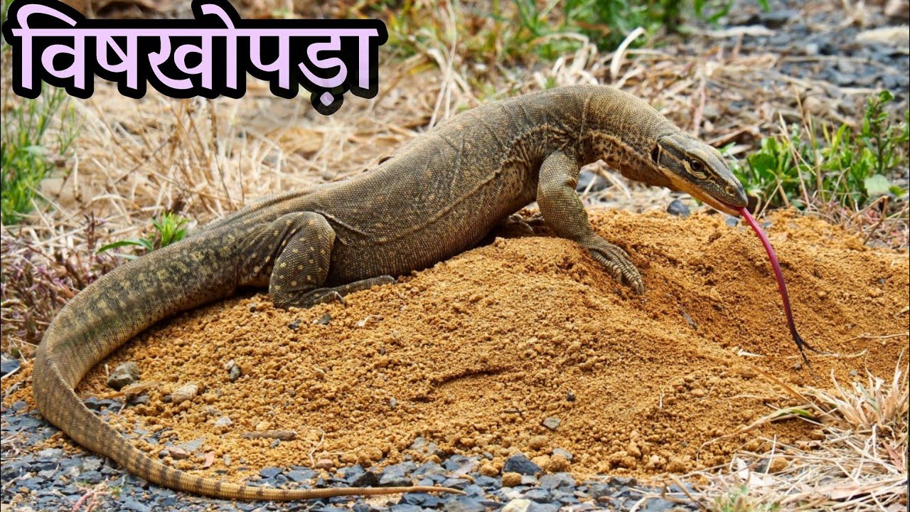 Monitor Lizard part 2 YouTube Monitor Lizard part 2 YouTube