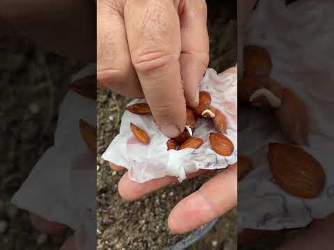 ستكشاف عالم زراعة الخوخ الأملس البداية من البذرة إلى الحصاد