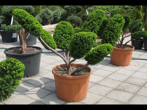 Ukrasni oblikovani  četinari (borovi) - kao bonsai!