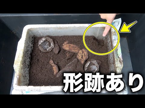 世界最大のカブトムシの産卵セットが陥没していたので掘り返した