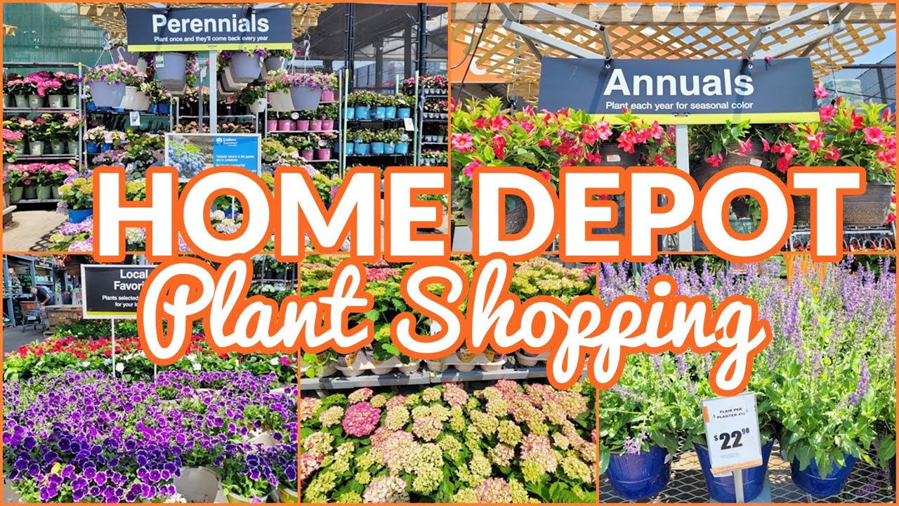HOME DEPOT PLANT SHOPPING 2023 ANNUALS PERENNIALS HERBS TREES SHOP WITH