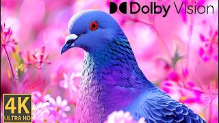 Experience Serenity: 4K 60FPS Dolby Vision Relaxation Videos