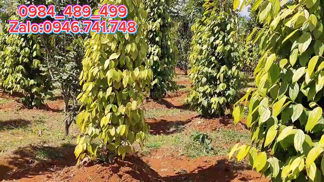 (lô 239) trích lục 2,2ha thuận hạnh cách đường nhựa 500m