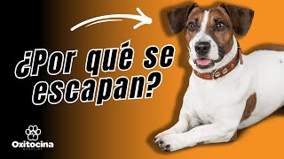 Conoce las razones por las que tu perro se escapa de casa.