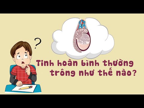 Video: Tinh Hoàn Có Kích Thước Nhỏ ở Chó