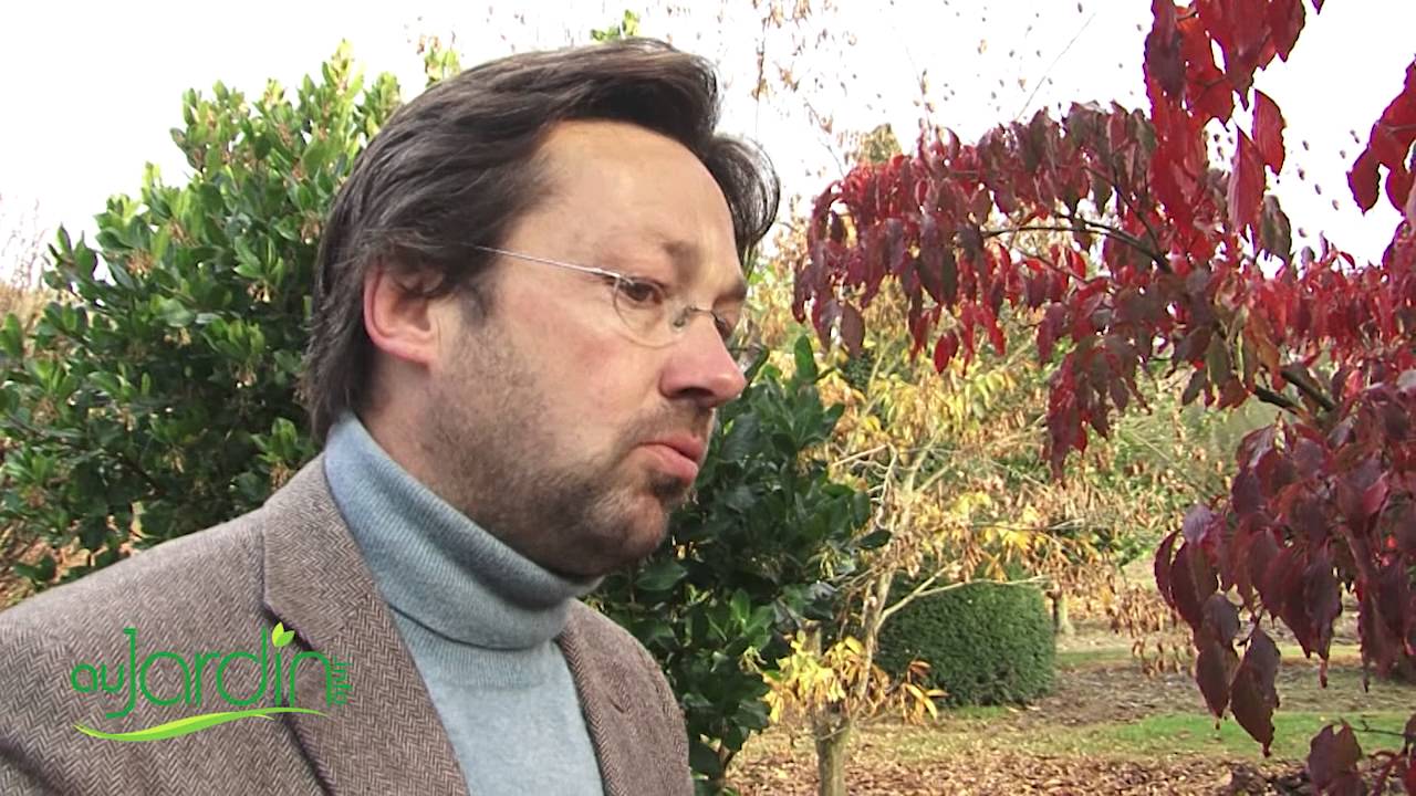 Le CORNOUILLER ASIATIQUE , une BELLE FLORAISON - Conseils de CULTURE et d'ENTRETIEN