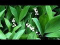 May lily of the valley in the forest