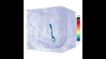 3D tomographic video - fluorescently labeled zebrafish larvae during free swim