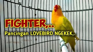 PUTAR SESAAT SAJA, Lovebird Susah Bunyi AUTO RESPON, NGETIK NGEKEK PANJANG  BERSAUTAN