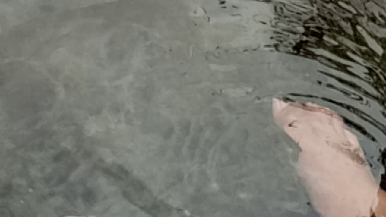 Aguakan fish foot spa YouTube