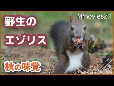 Wild Hokkaido Squirrel eats pine nuts in Japan - YouTube