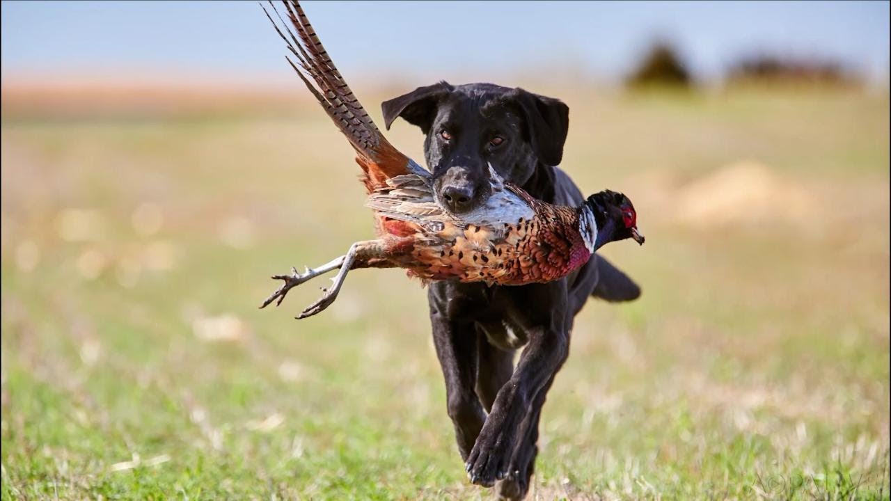 Flying and Pheasant Hunting South Dakota YouTube