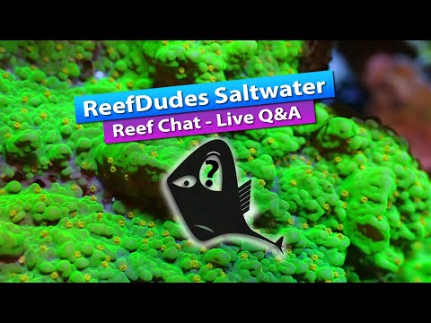ReefDudes Saltwater Reef