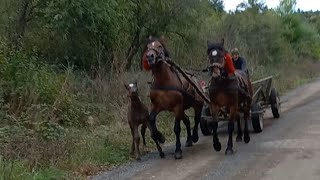 :       Horssis in Ukreyn...