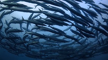 ATOSS Software AG Commercial  - Workforce Management is Swarm Intelligence