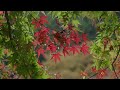 Japanese Autumn Leaves 🍁 Calm Momiji Ambience for Relaxation, Meditation &amp; Deep Focus