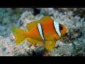 Kiss anemonfish. Egypt. Рыбка- клоун.