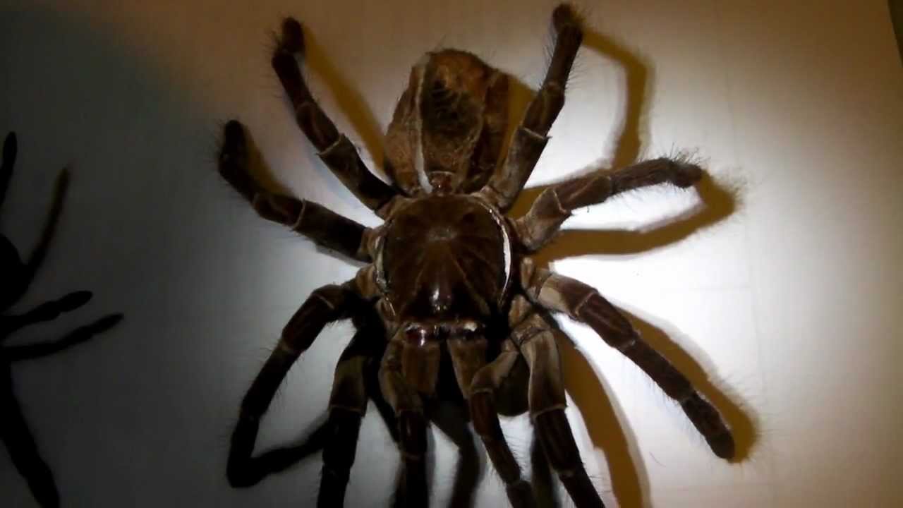 the difference between t blondi and t stirmi youtube goliath bird eating spider size comparison