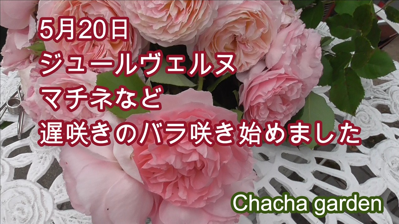 紫系遅咲きバラ咲き始め/レイニーブルー、令の風、コリンクレイヴン