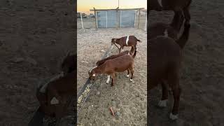 Boer Goat Does