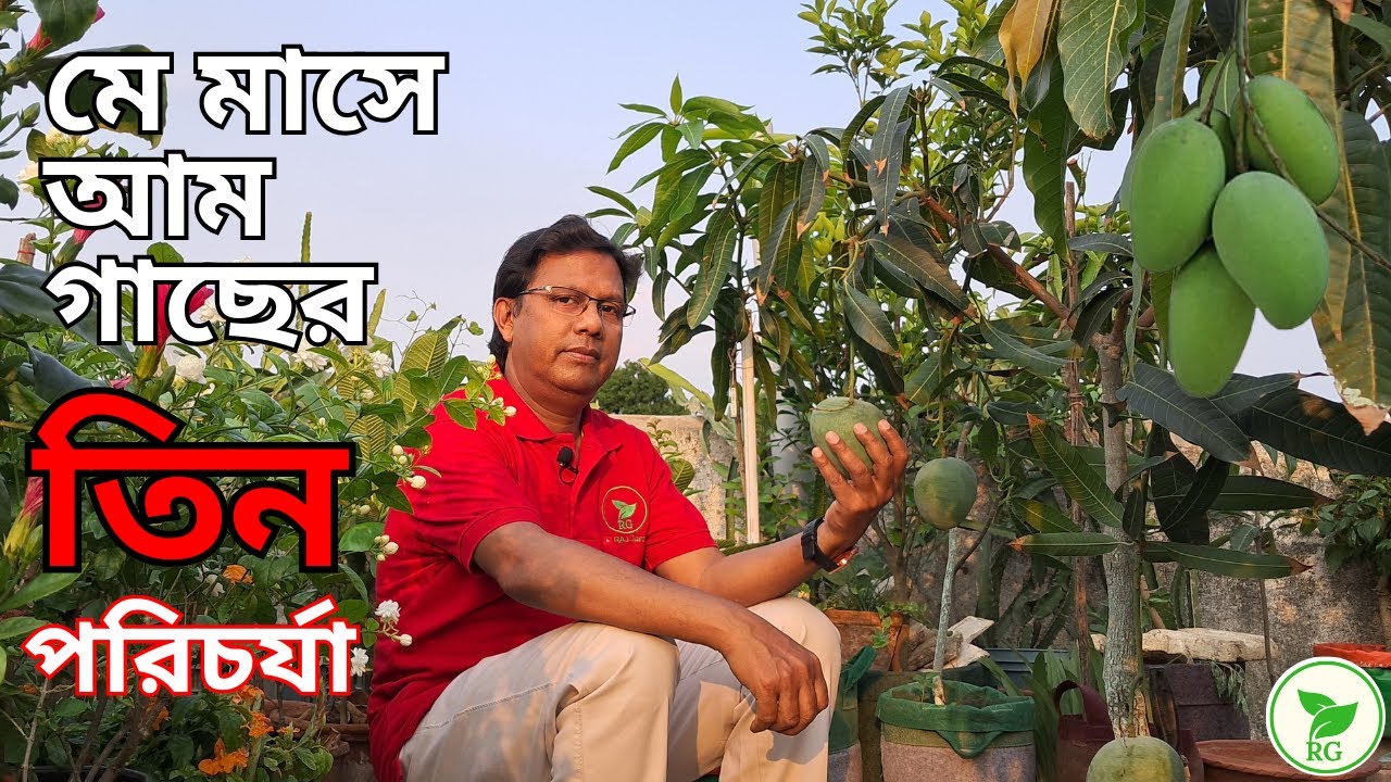 আম গাছে ফল থাকলে ৩টি কাজ এখনই করুন | 3 Essential Tasks for Matured Mangoes: Must-Do Steps in May