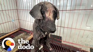 Stray Dog Who Looked Like A Dinosaur Is So Fluffy Now | The Dodo by The Dodo 444,983 views 2 weeks ago 4 minutes, 1 second