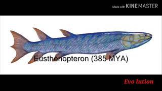 Evolution of humans from a fish to human