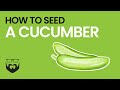 How to Seed a Cucumber (2 Ways)