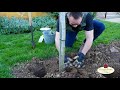 Pflanzen von wurzelnackten Rosen - Pflanzanleitung