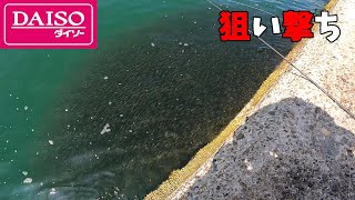 何万匹の魚の群れにダイソージグを投げると・・・