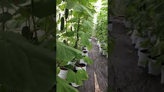 Japanese Cucumber Cultivation