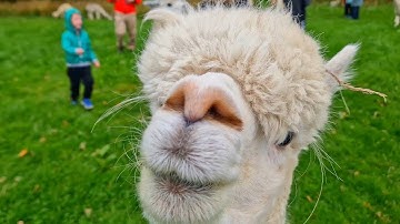 K2Alpacas 