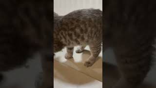 Curious Kitten Plays With Praying Mantis