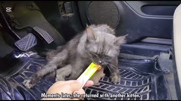 A stray cat jumped on his car and asked him to take her kittens home. Kedisever momcat kedi