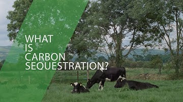 What is Carbon Sequestration?