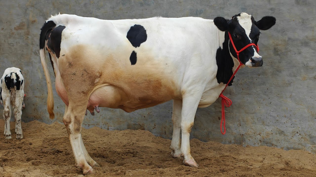 6 Cows for sale, 6 ਗਾਵਾਂ ਵਿਕਾਊ 