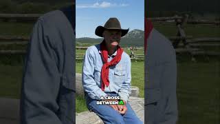Calling in Wild Mules - #cowboys #westernfilm #rodeo #horses