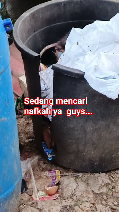 tikus kantor #duet #dj #djremix #remix #cover #ikan #tipeketawa