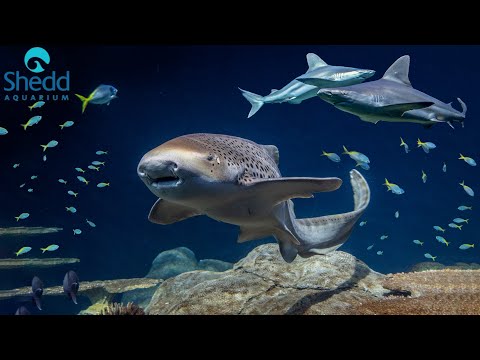 shedd-aquarium-|-chicago,-il-(2019)