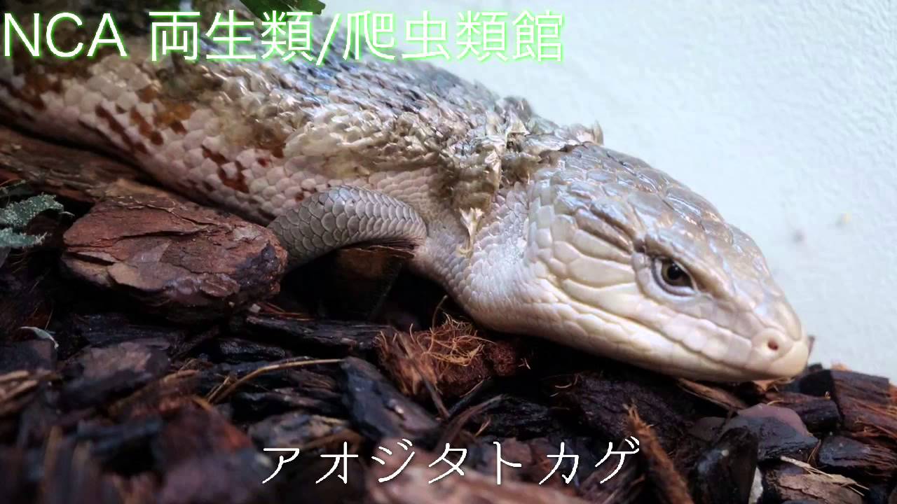 Nca動物 Nca両生類 爬虫類 水族館アクアリスト専攻 Youtube Nca動物 Nca両生類 爬虫類 水族館アクアリスト専攻 Youtube