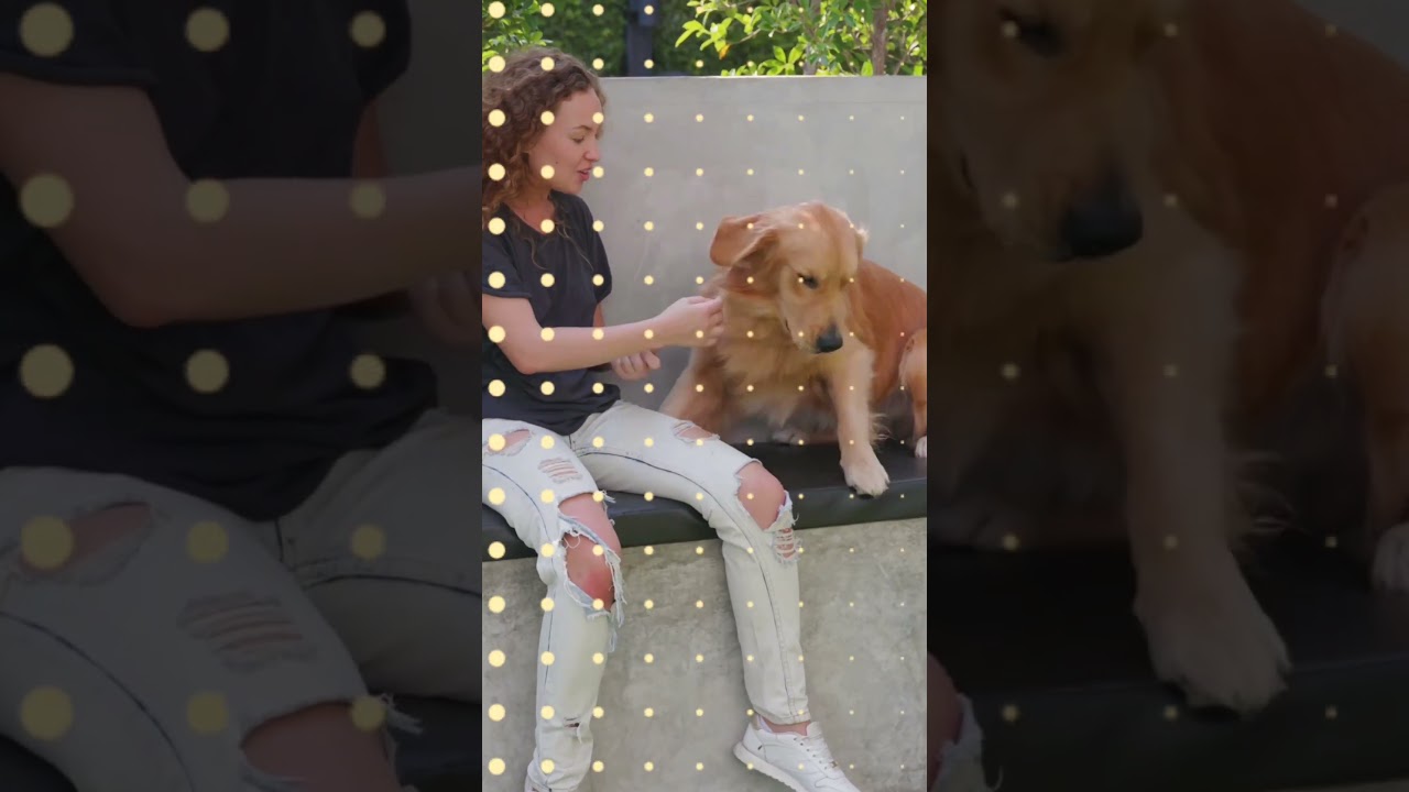 Debunking MYTHs about Golden Retrievers!  #doglife
