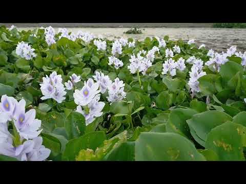 Video: Eichornia (15 Foto's): Wat Is Waterhiasint? Eichornia Varifolia In Die Akwarium En Ander Spesies. Hoe Om 'n Plant In Die Winter Te Behou? Plant En Vertrek