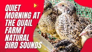 Quiet Morning at the Quail Farm | Natural Bird Sounds #agriculture #animals #farming  screenshot 2