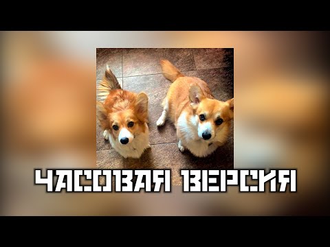 The Вепри - Гулять | "5 минут твоей свободы" (Часовая версия)