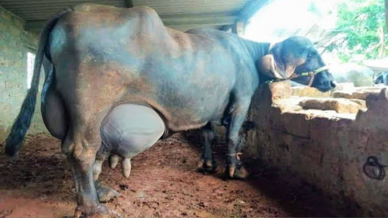 जाफराबादी भैंस पालकर कमाएं लाखों का मुनाफा | Highest Milk Yielding Breed Of Buffalo