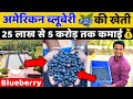        blueberry farming profit indianfarmer